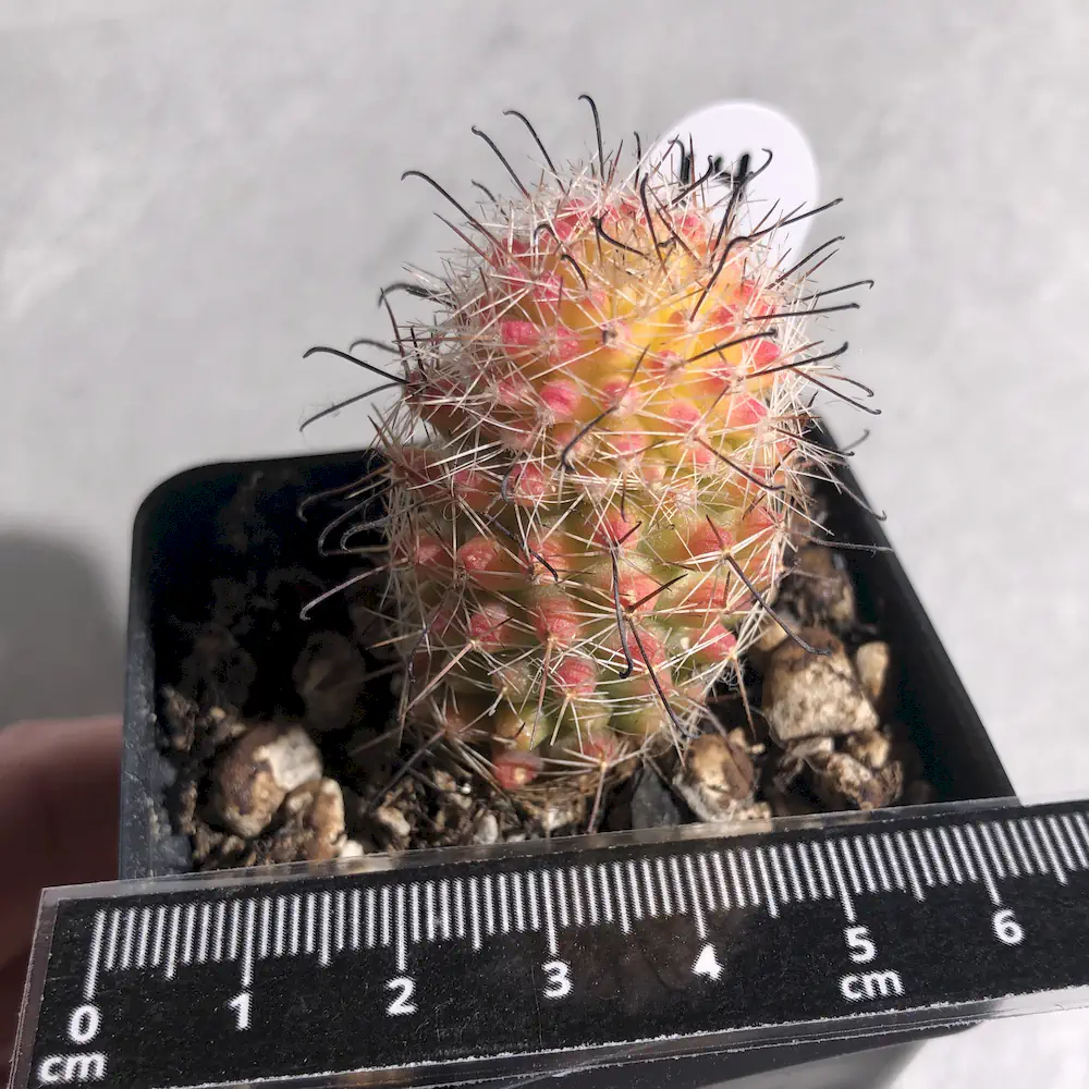 Mammillaria Spp. Red-Orange