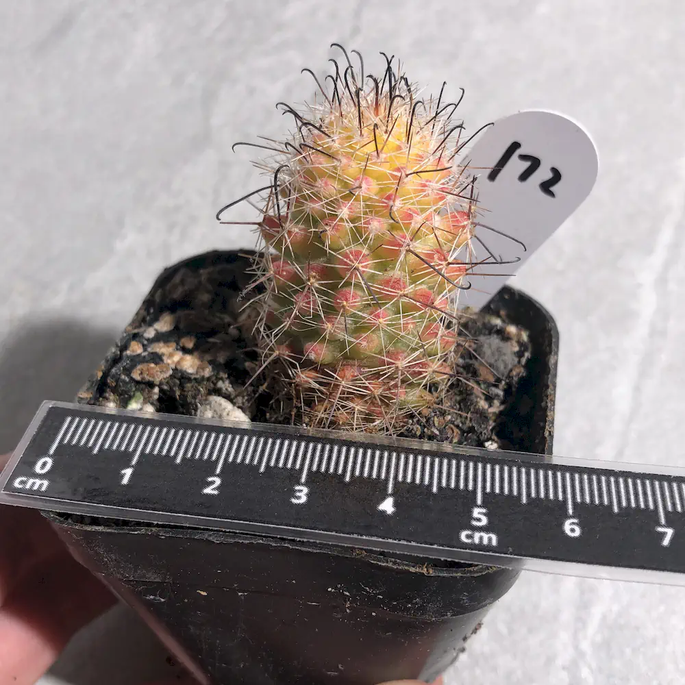 Mammillaria Spp. Red-Orange