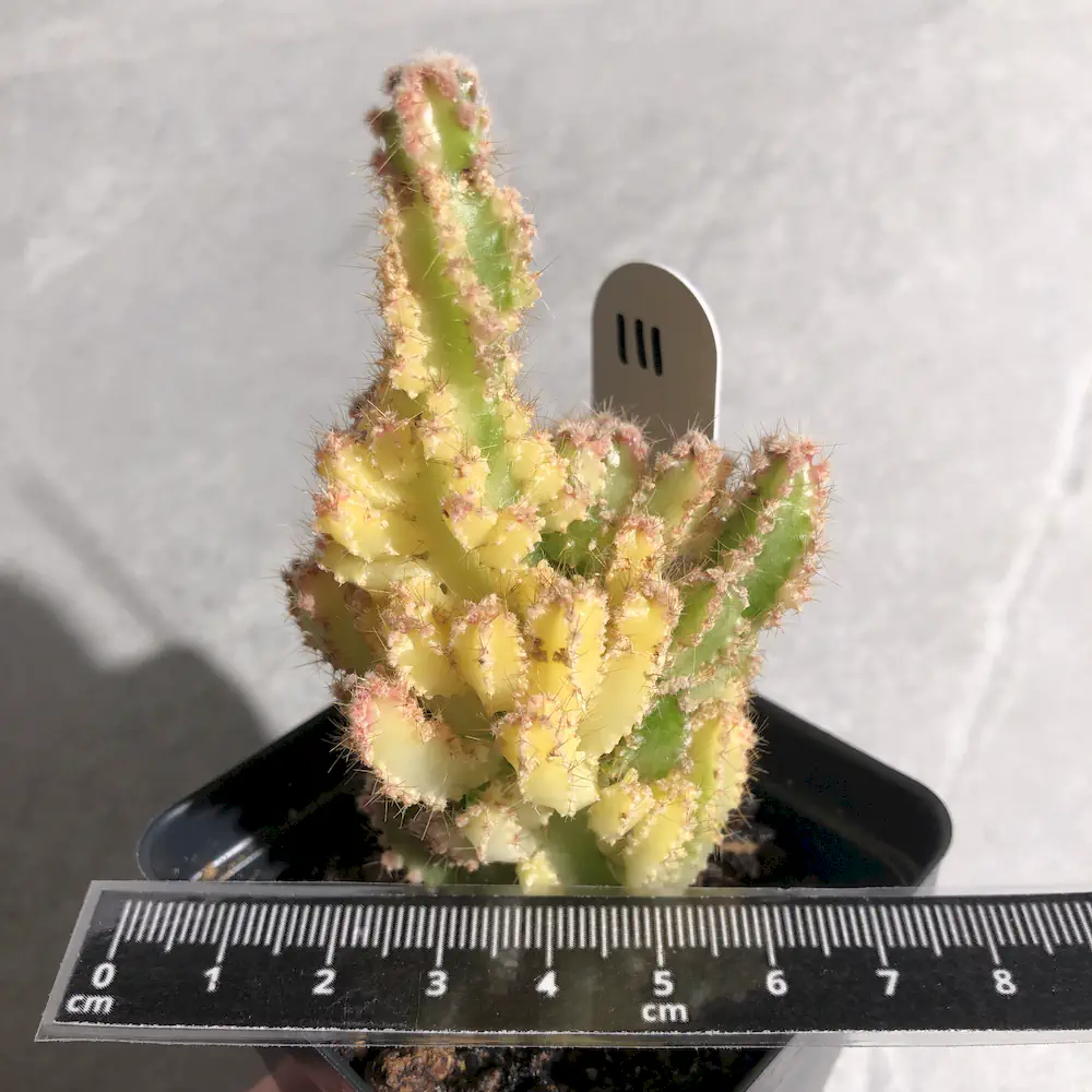 Acanthocereus Tetragonus - Fairy Castle Variegated