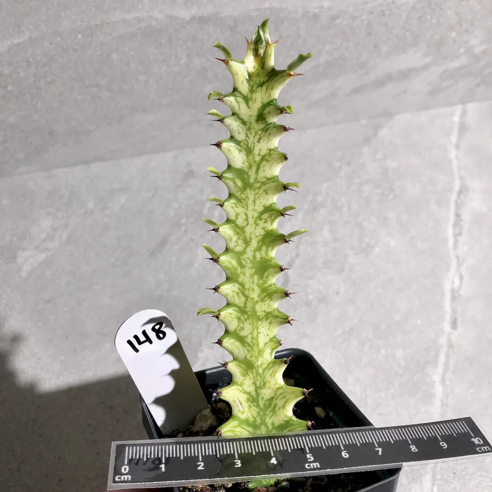 Euphorbia Trigona 'Mint Cream' - African Milk Tree