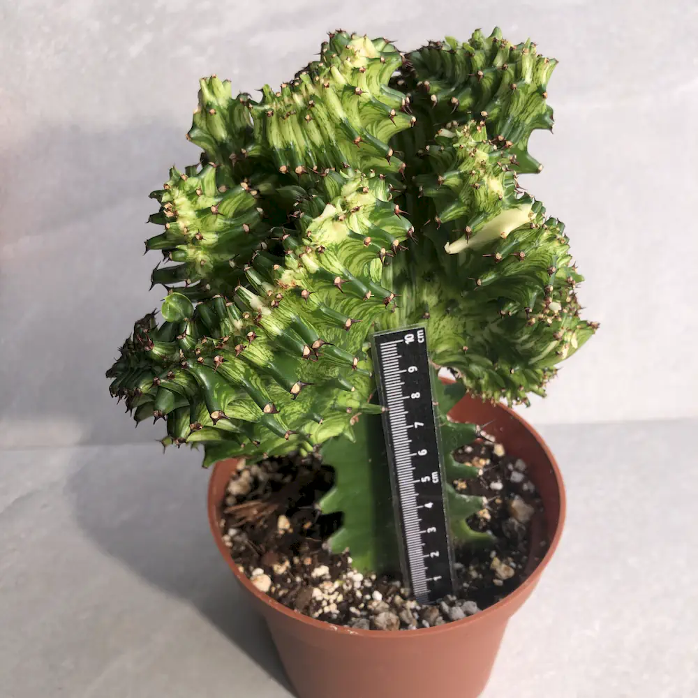 Euphorbia Trigona 'Mint Cream' Crested