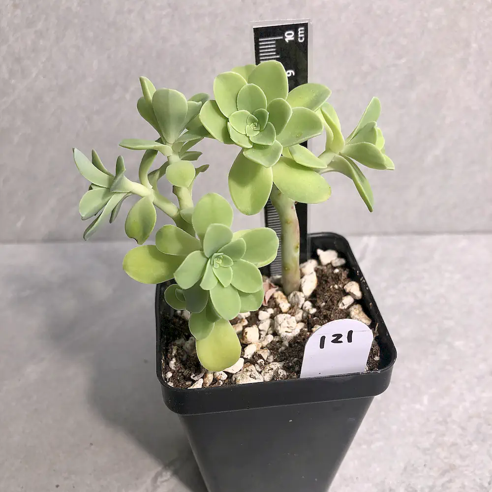 Sedum Palmeri - Palmer's Sedum (Cold Hardy)