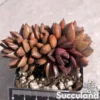 Echeveria Dionysos Crested