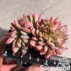 Echeveria Luella Crested