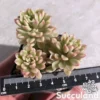 Sedum Joyce Tulloch Variegated