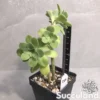 Sedum Palmeri - Palmer's Sedum (Cold Hardy)