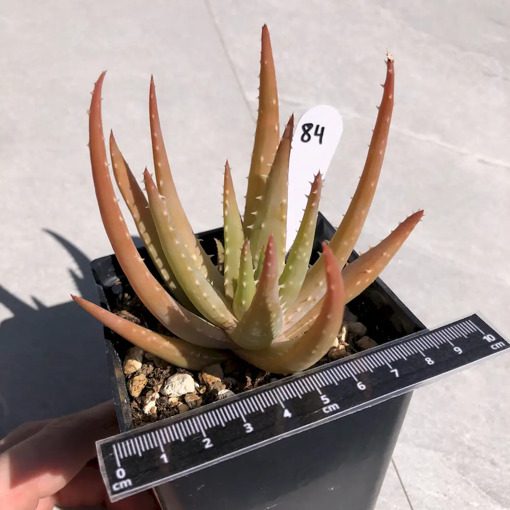 Aloe Crosby's Prolific