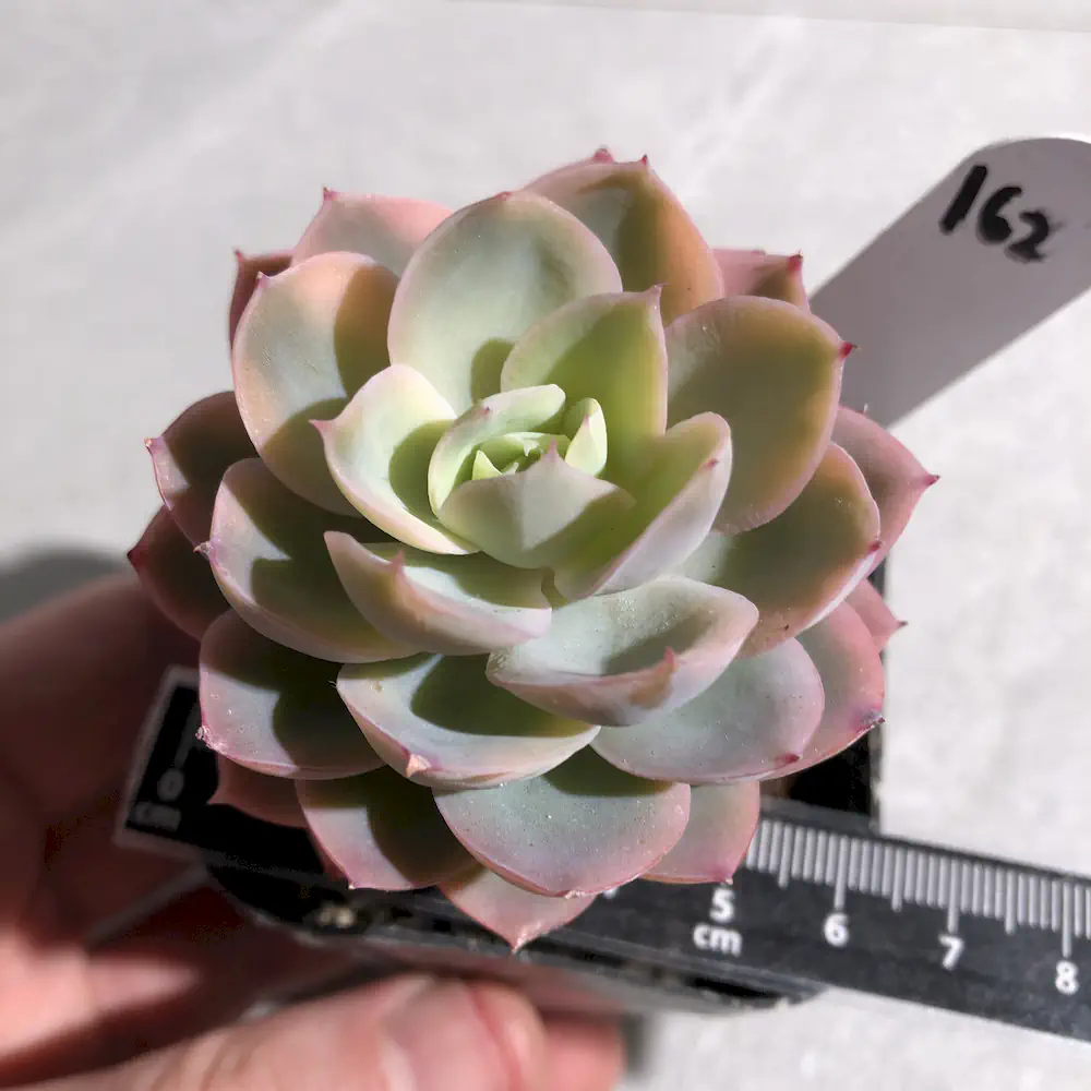 Echeveria Pink Bella Variegated