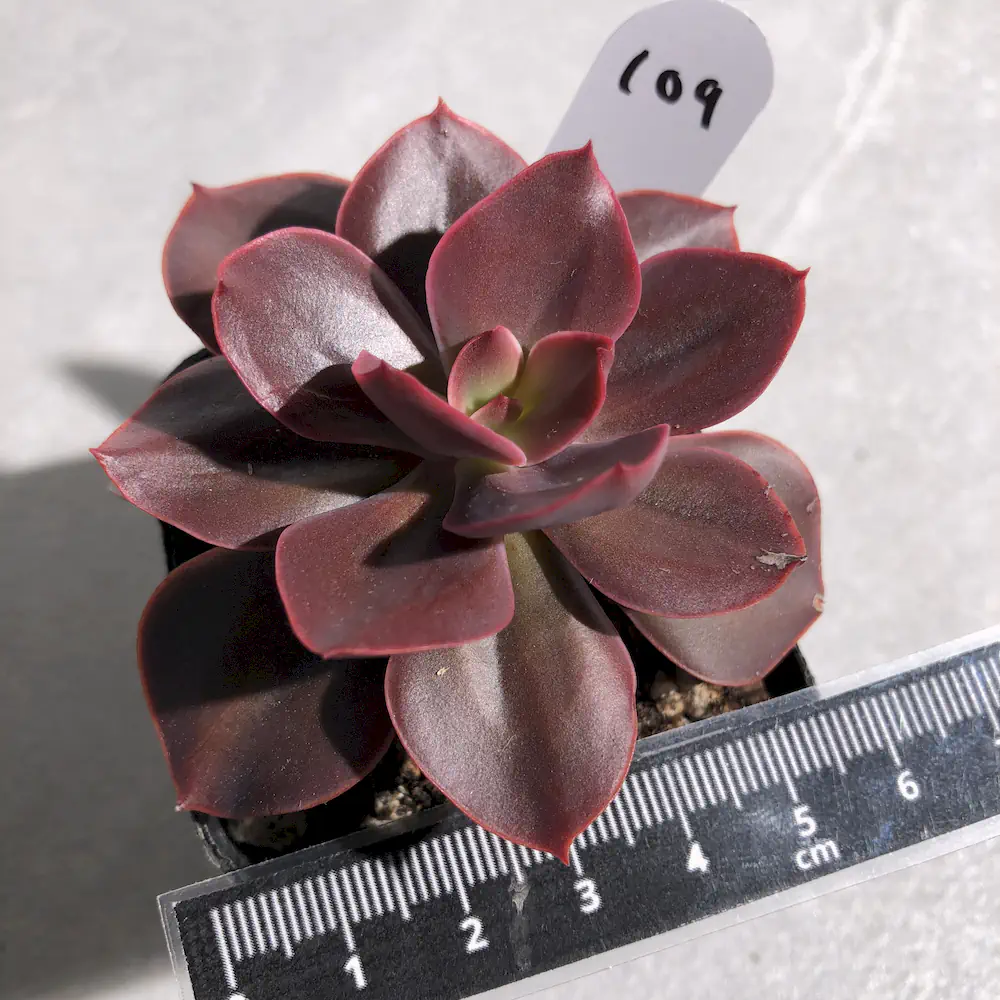 Echeveria Autumn Flame