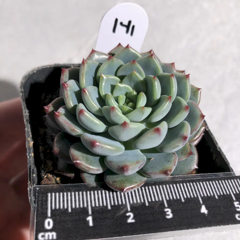Sedeveria Blue Elf