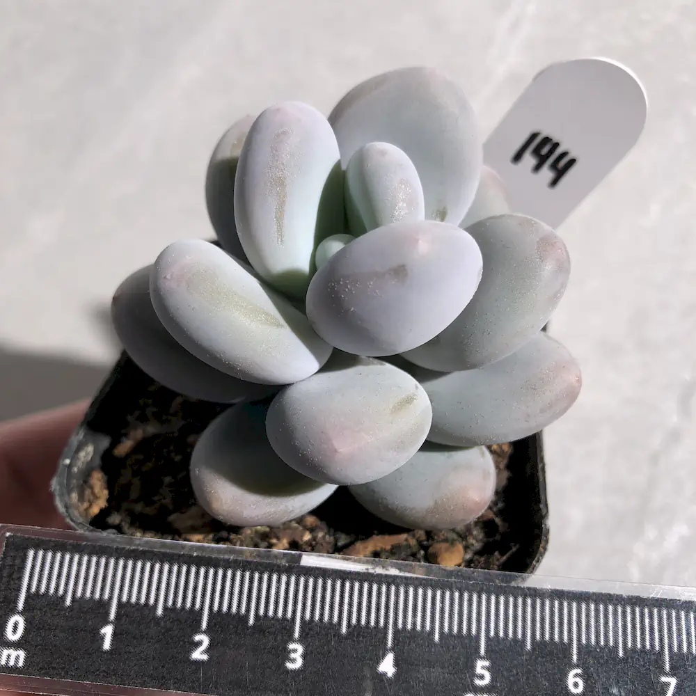 Pachyphytum Blue Haze - Blue Pearls
