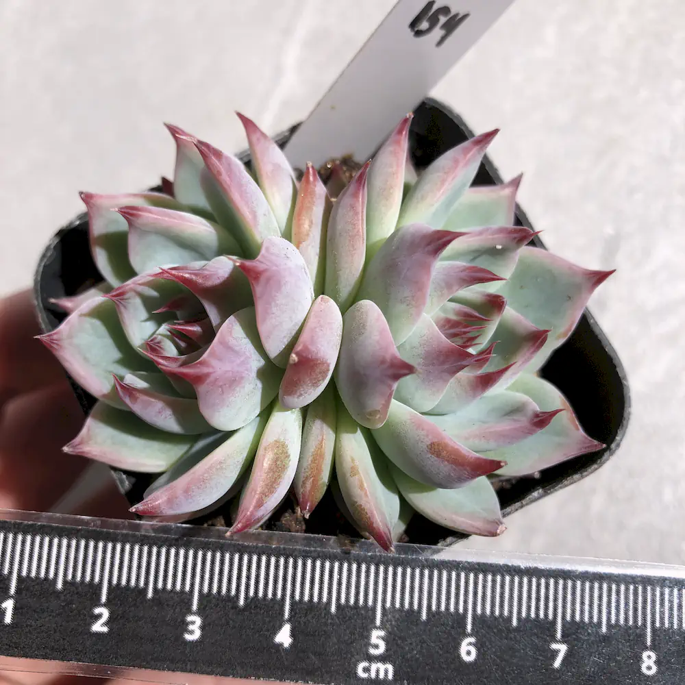 Echeveria Momotarou