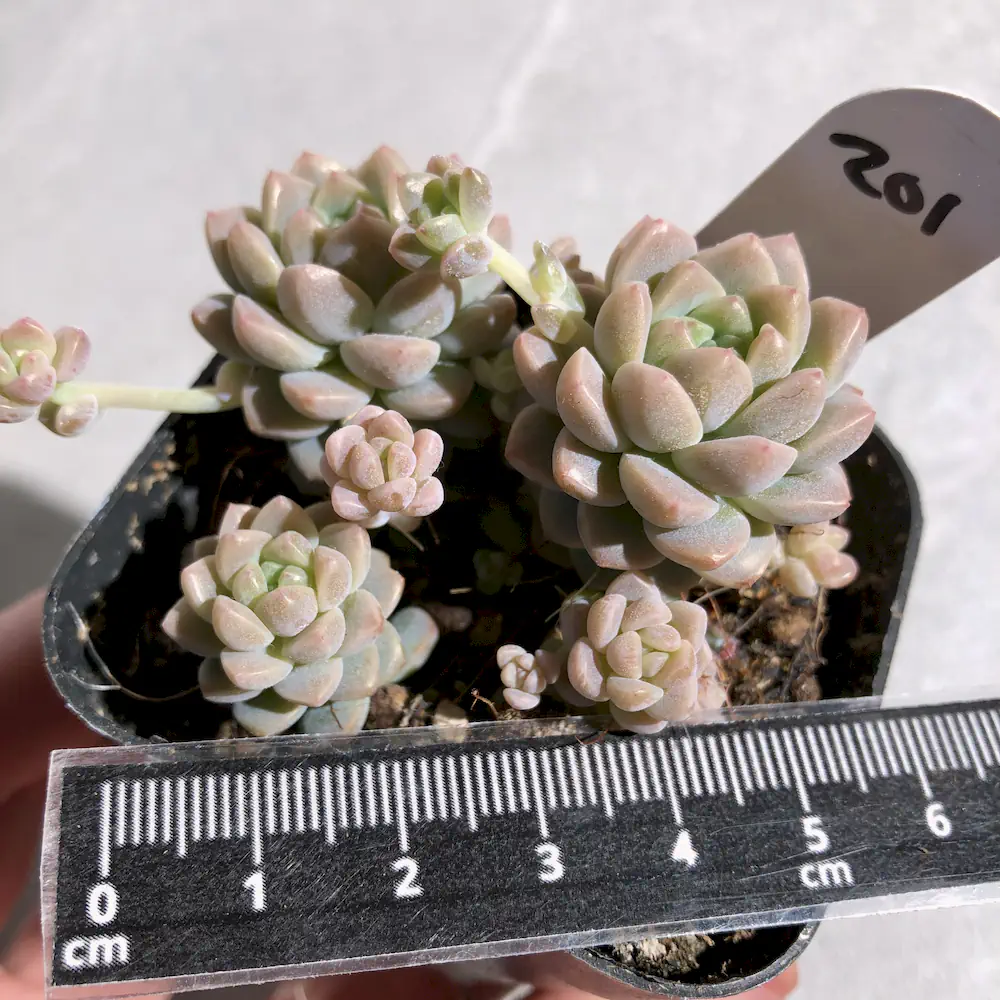 Echeveria Prolifica