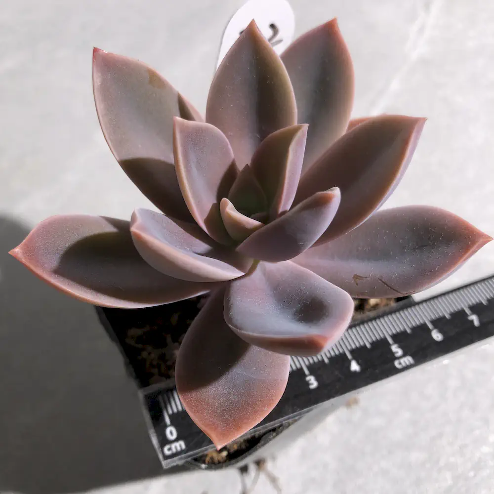 Graptoveria Fred Ives