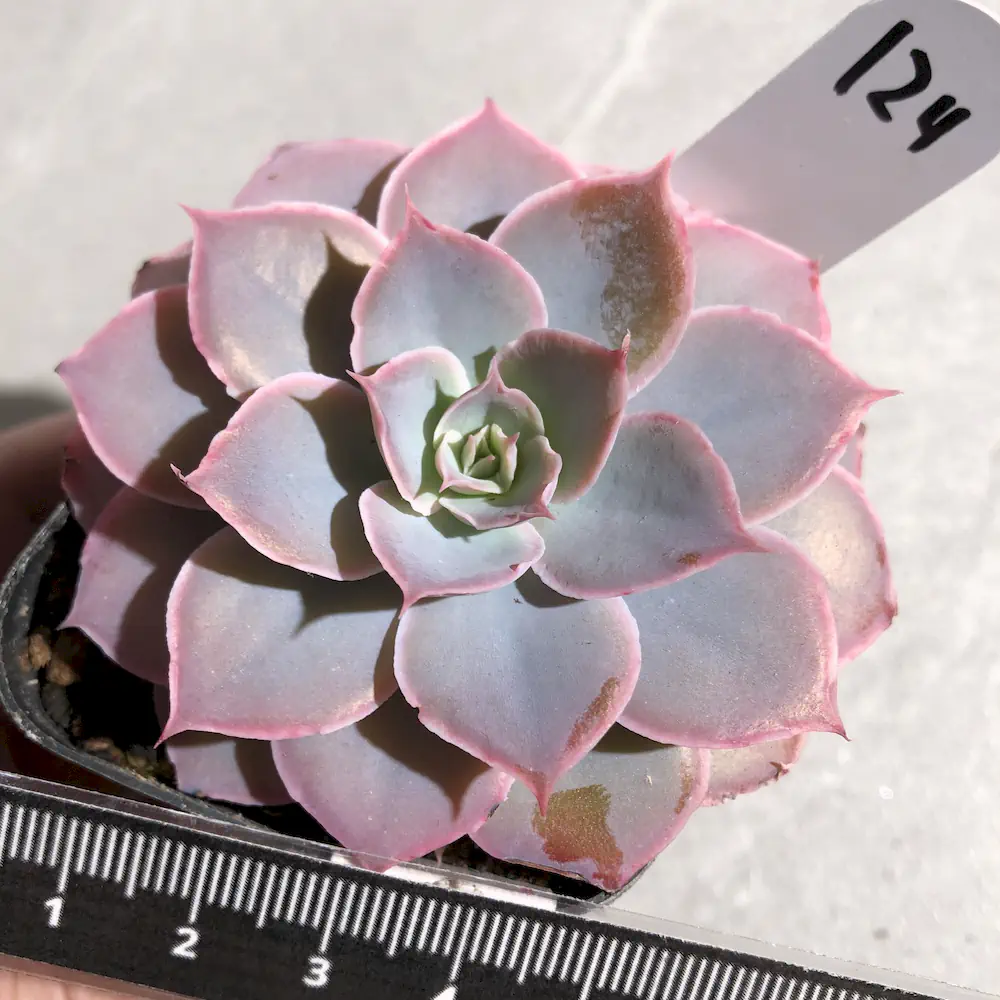 Echeveria Pinky