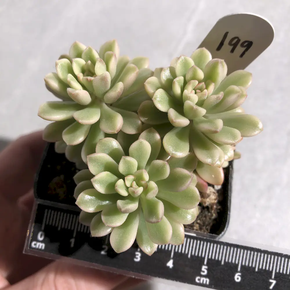 Sedum Joyce Tulloch Variegated