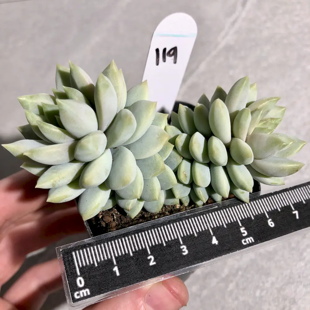 Sedeveria Lilac Mist