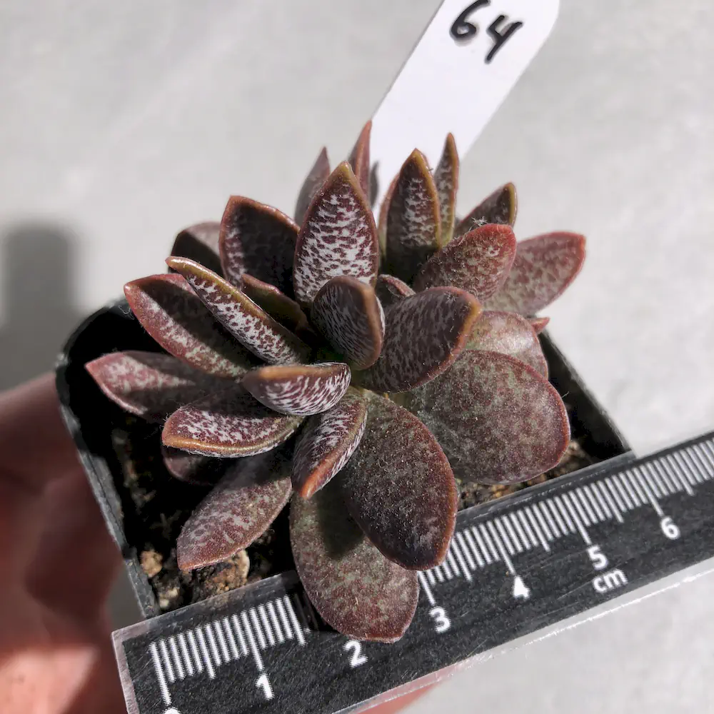 Adromischus Trigynus