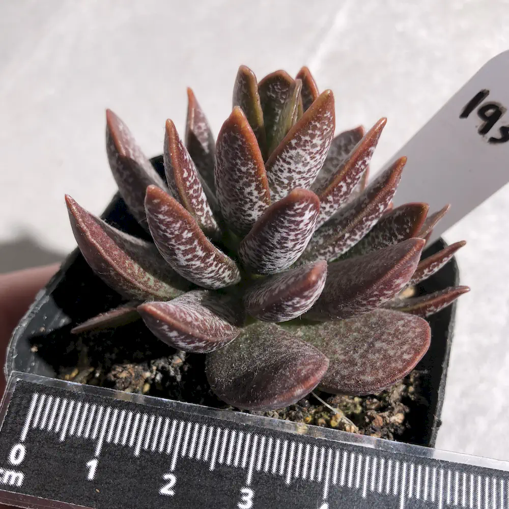 Adromischus Trigynus