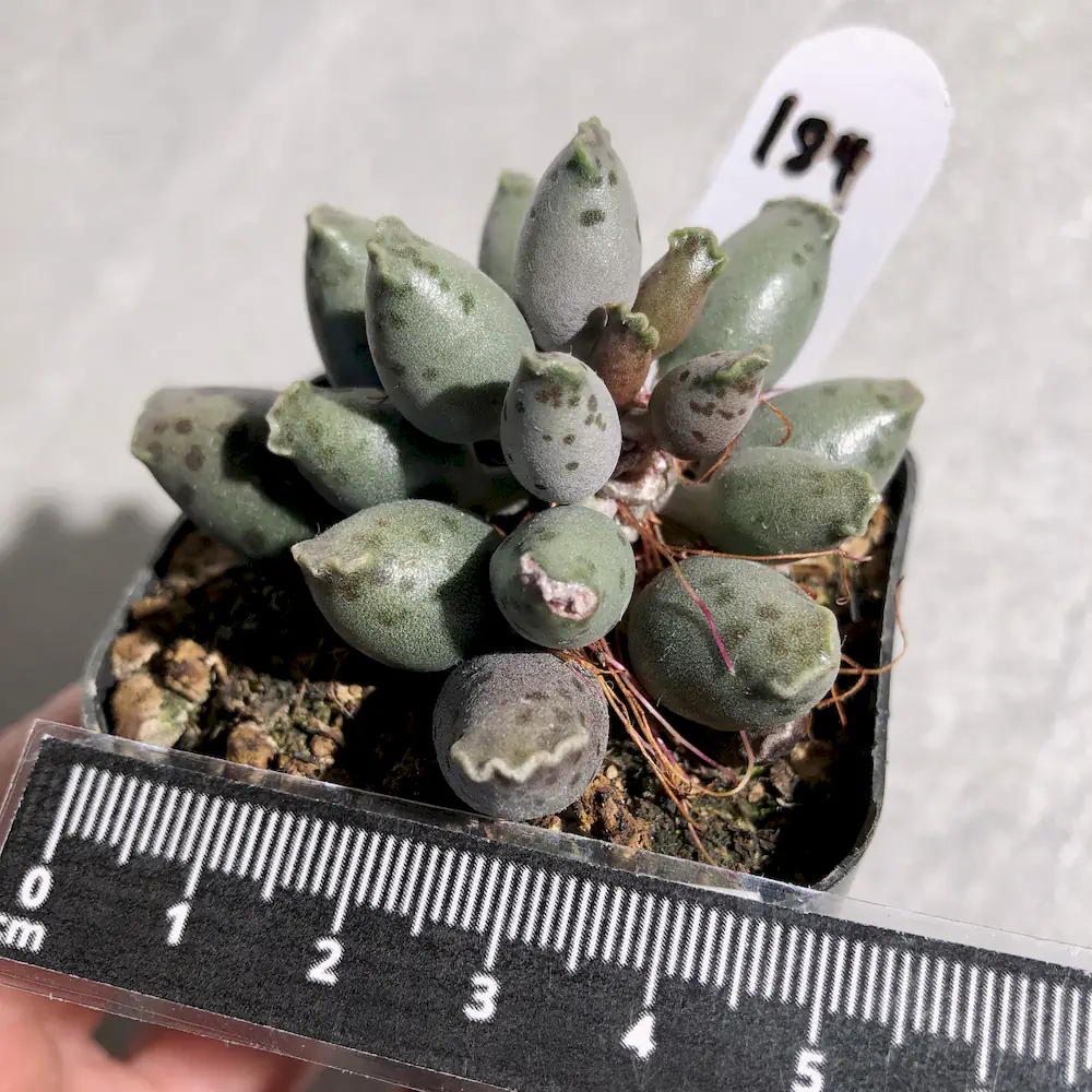 Adromischus Cooperi Var. Festivus - Plover Eggs
