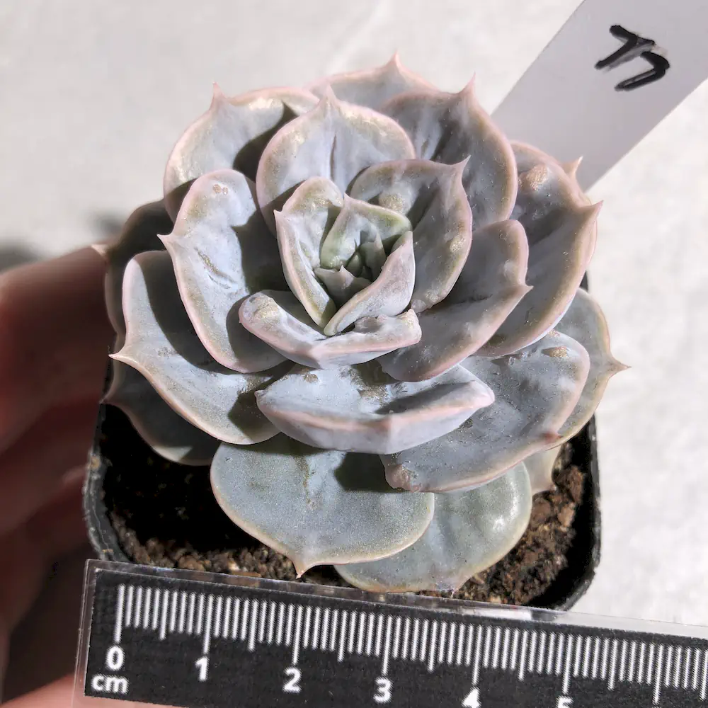 Echeveria Lola "Petrified"