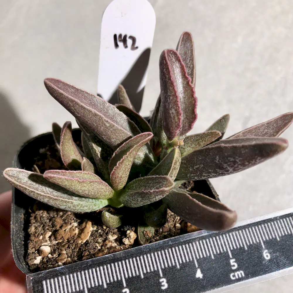 Adromischus Marianiae Clanwilliam