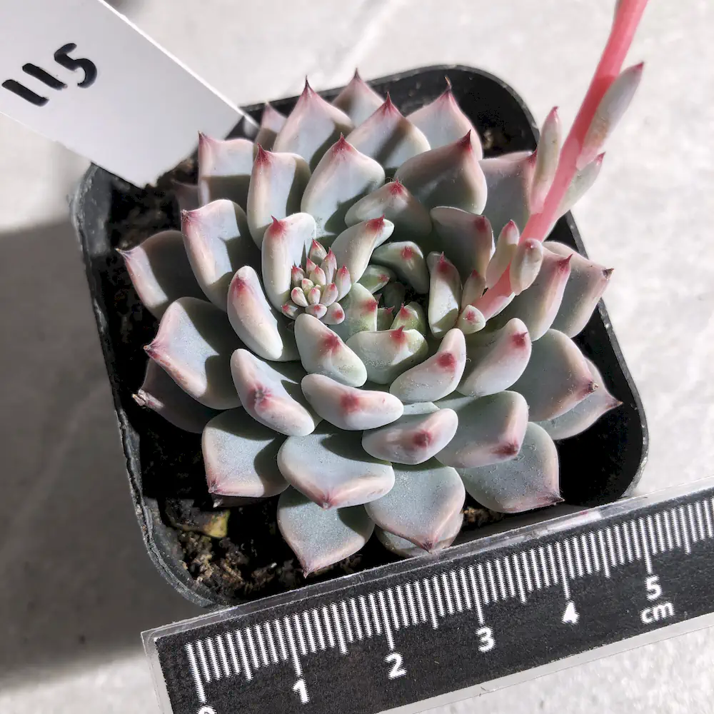 Echeveria Cuspidata Var. Zaragozae