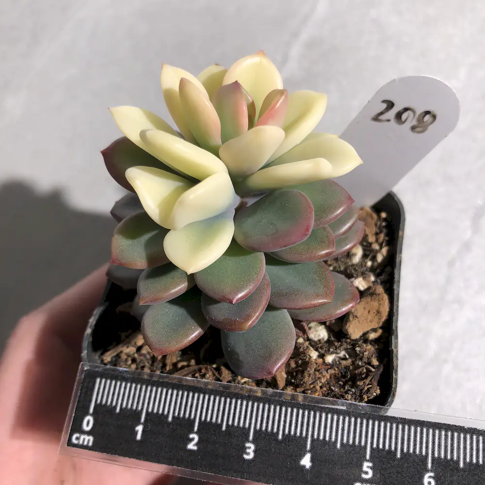 Echeveria Rezry Variegated