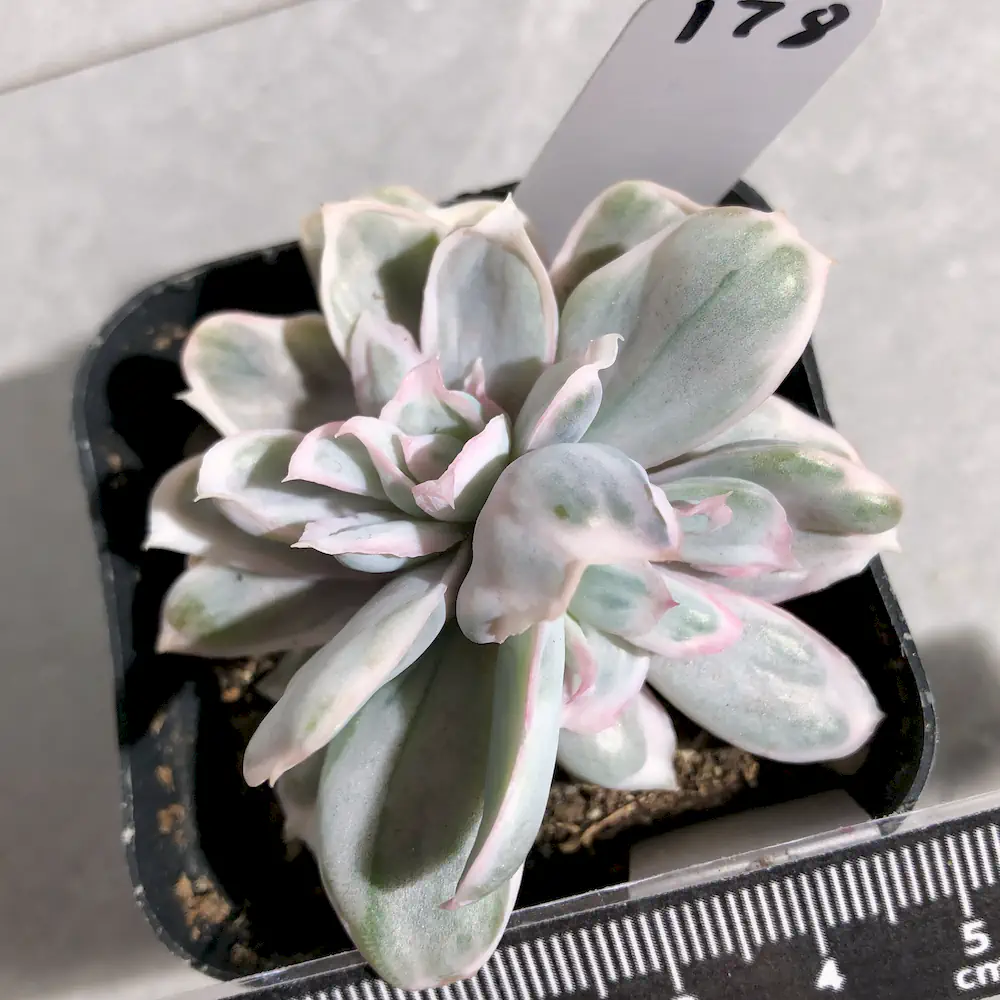 Echeveria Berkeley Light Variegated