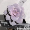 Graptopetalum Superbum - Beautiful Graptopetalum
