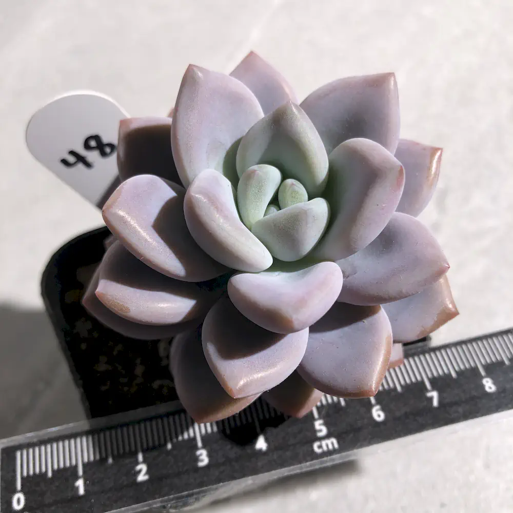 Graptoveria Opalina