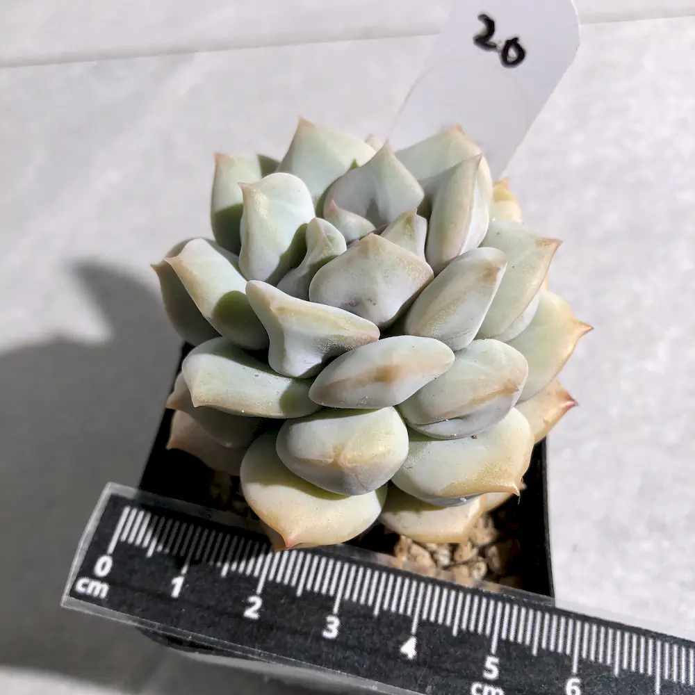 Echeveria Cream Puff