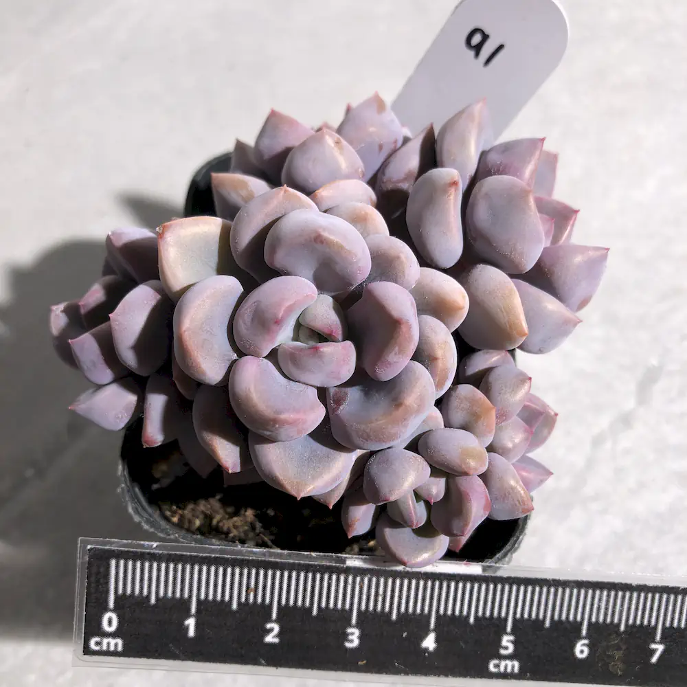 Graptoveria Topsy Debbi - Lilac Spoons
