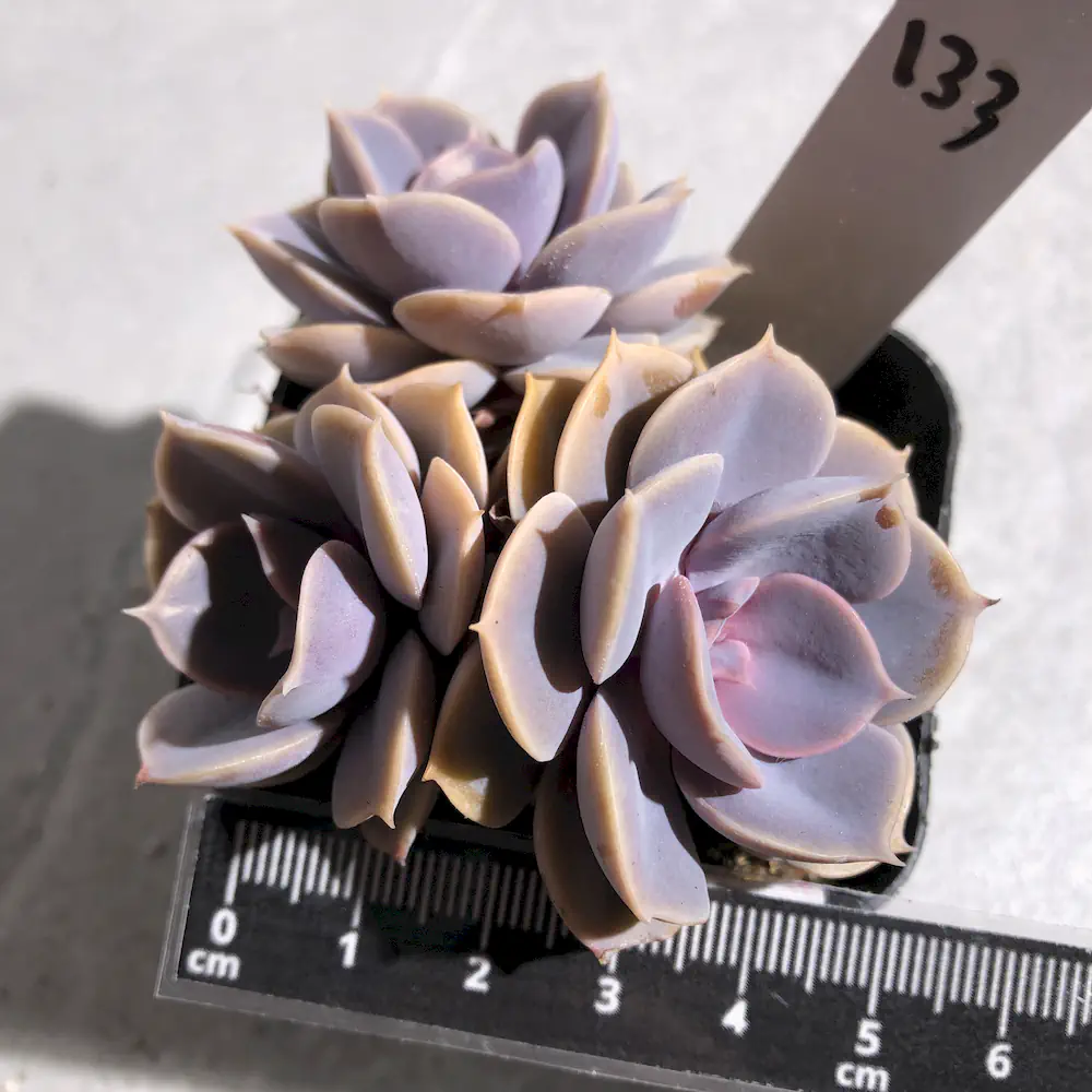 Echeveria Perle von Nurnberg
