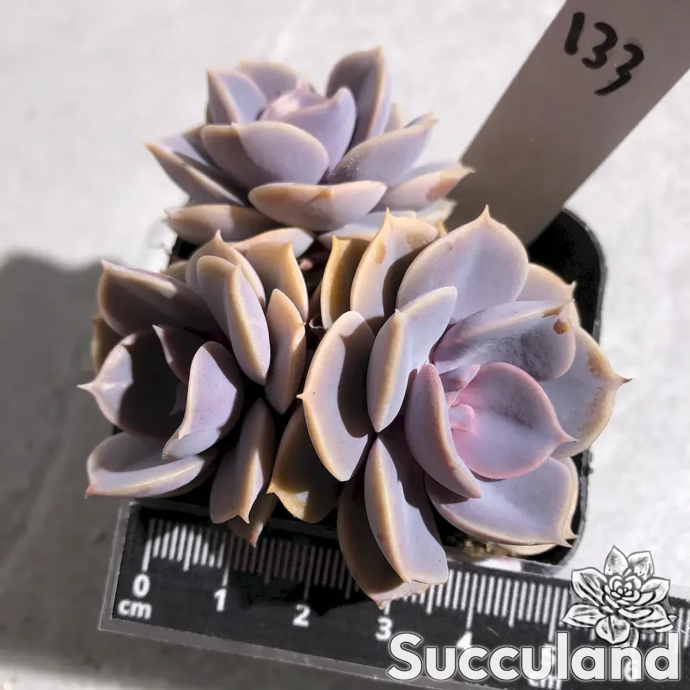 echeveria perle von nurnberg succulent