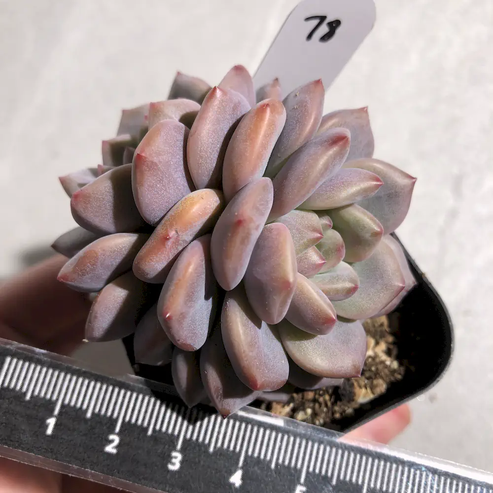 Echeveria Ariel
