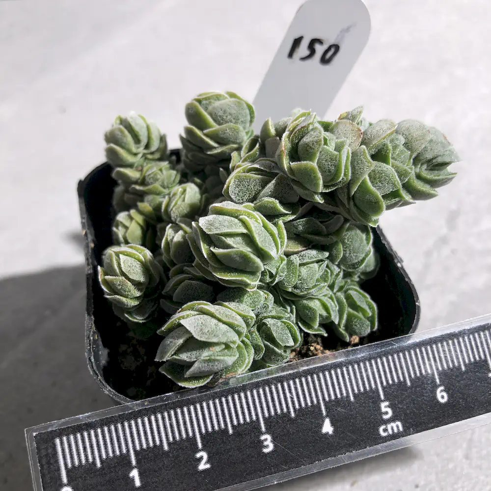 Crassula Pangolin