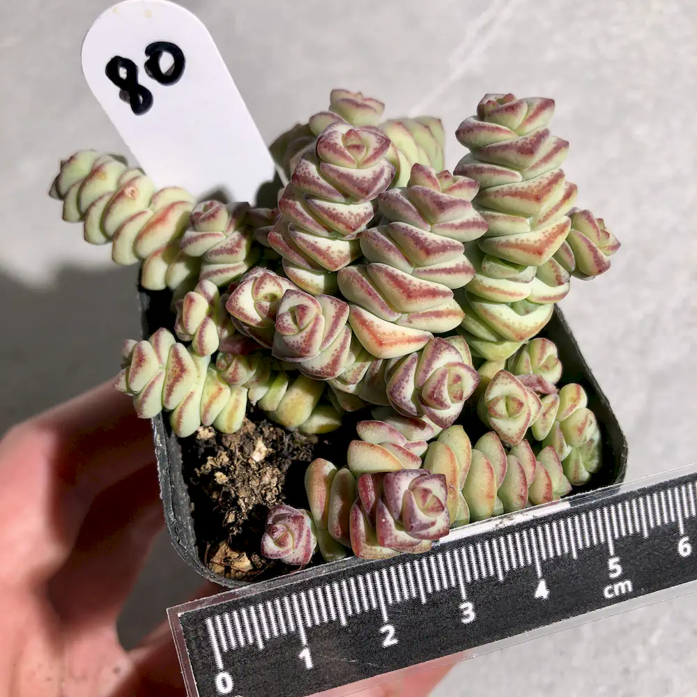 Crassula Baby Necklace
