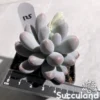 Pachyphytum Sweet Dumpling
