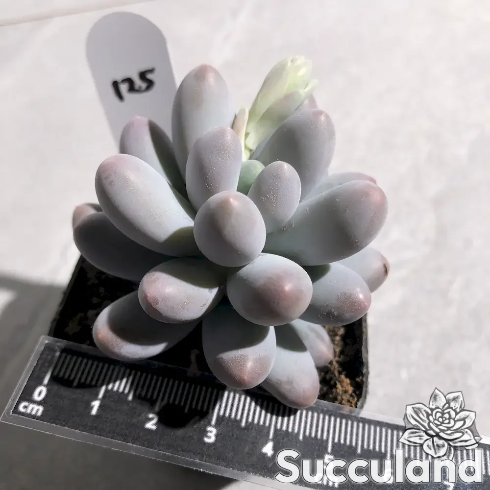 pachyphytum sweet dumpling succulent