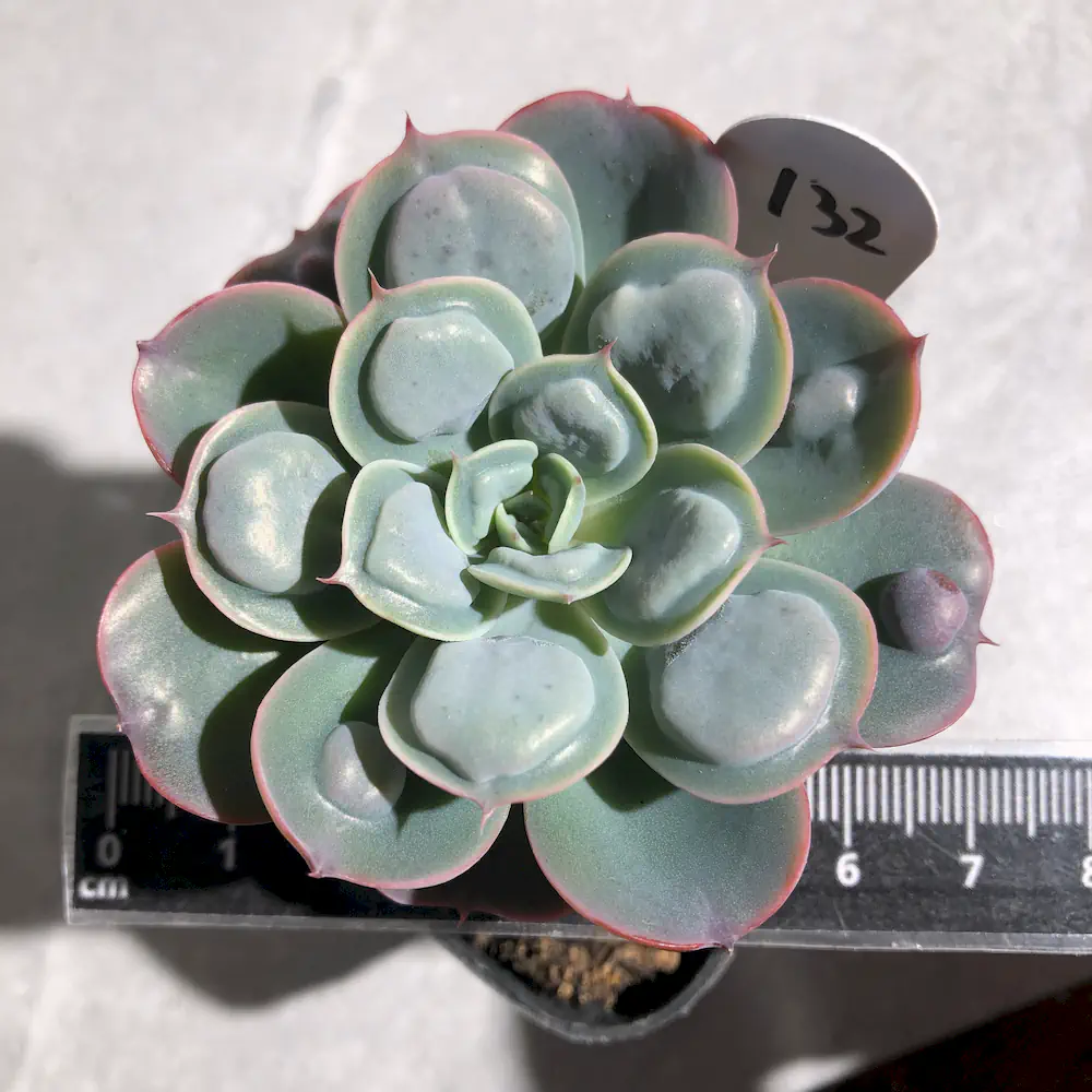 Echeveria Raindrops