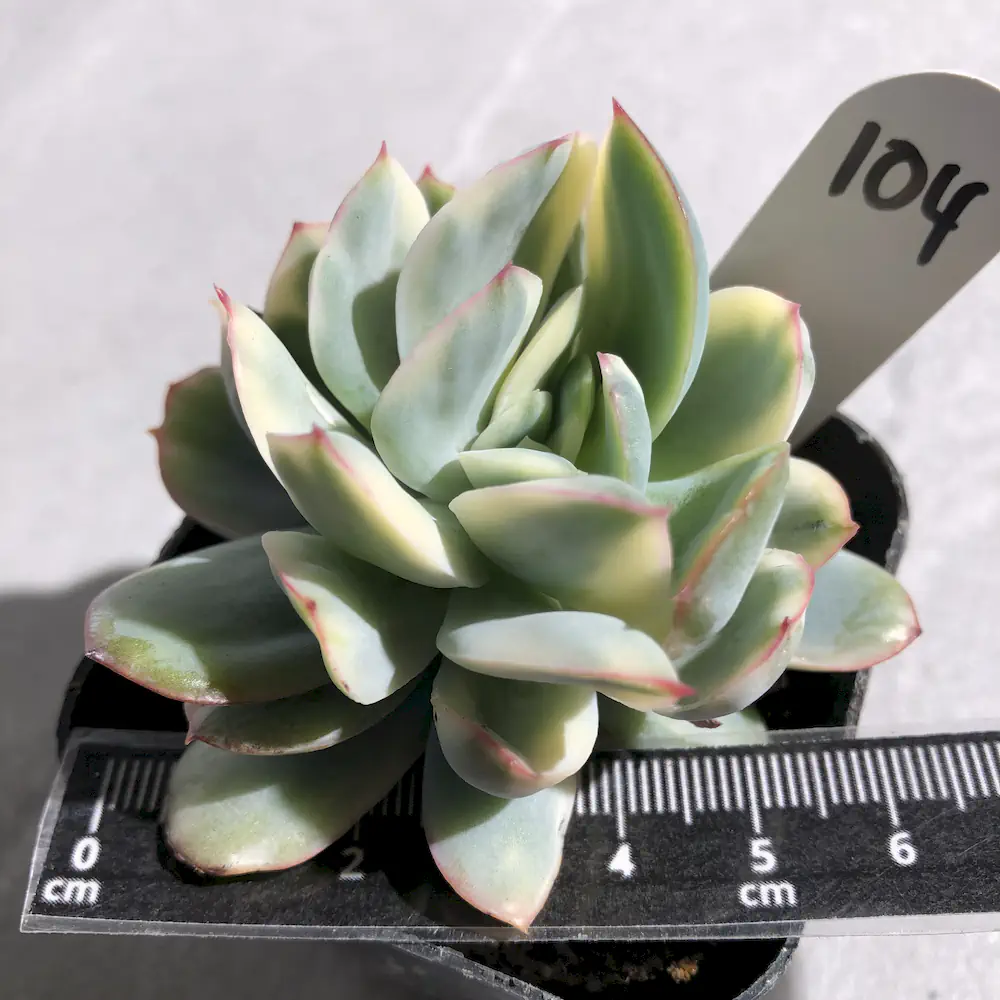 Echeveria Luella Variegated