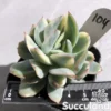 Echeveria Luella Variegated