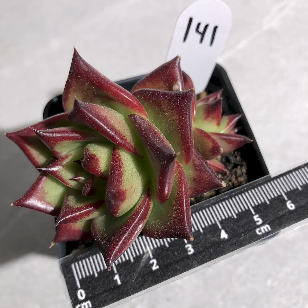 Echeveria Agavoides 'Lipstick'
