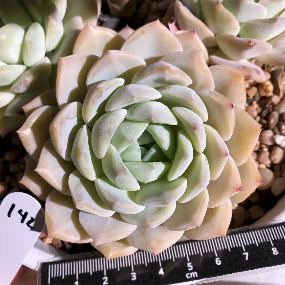 Echeveria Sp.