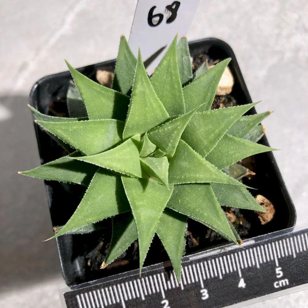 Haworthia Angustifolia Var. Baylissii