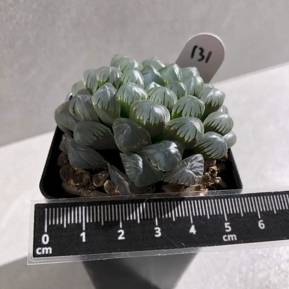 Haworthia Cooperi Var Truncata