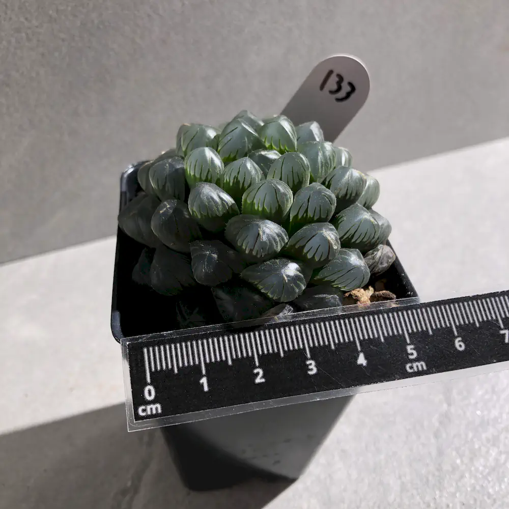 Haworthia Cooperi Var Truncata