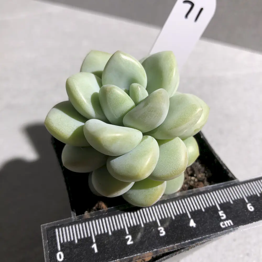 Pachyphytum Bubble Gum