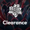 Clearance Succulents Assorted